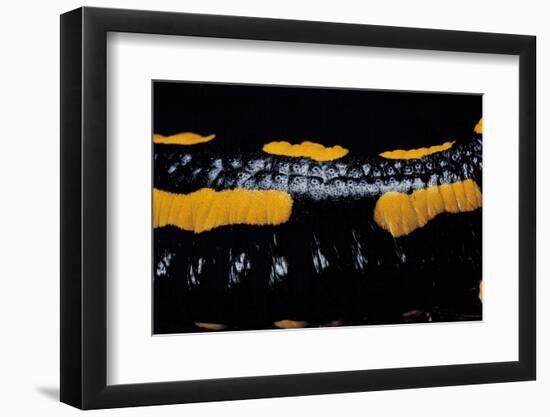 Salamandra Salamandra Terrestris (Fire Salamander)-Paul Starosta-Framed Photographic Print