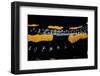 Salamandra Salamandra Terrestris (Fire Salamander)-Paul Starosta-Framed Photographic Print