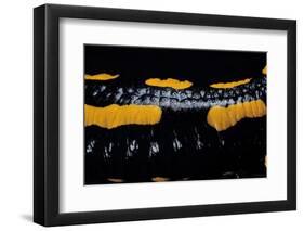 Salamandra Salamandra Terrestris (Fire Salamander)-Paul Starosta-Framed Photographic Print