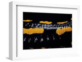 Salamandra Salamandra Terrestris (Fire Salamander)-Paul Starosta-Framed Photographic Print