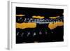 Salamandra Salamandra Terrestris (Fire Salamander)-Paul Starosta-Framed Photographic Print