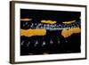 Salamandra Salamandra Terrestris (Fire Salamander)-Paul Starosta-Framed Photographic Print