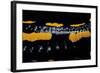 Salamandra Salamandra Terrestris (Fire Salamander)-Paul Starosta-Framed Photographic Print