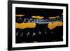 Salamandra Salamandra Terrestris (Fire Salamander)-Paul Starosta-Framed Photographic Print