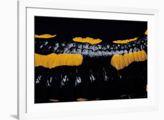 Salamandra Salamandra Terrestris (Fire Salamander)-Paul Starosta-Framed Photographic Print