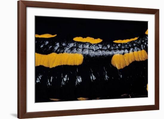 Salamandra Salamandra Terrestris (Fire Salamander)-Paul Starosta-Framed Photographic Print