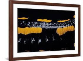 Salamandra Salamandra Terrestris (Fire Salamander)-Paul Starosta-Framed Photographic Print