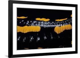 Salamandra Salamandra Terrestris (Fire Salamander)-Paul Starosta-Framed Photographic Print