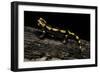 Salamandra Salamandra Terrestris (Fire Salamander)-Paul Starosta-Framed Photographic Print