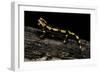 Salamandra Salamandra Terrestris (Fire Salamander)-Paul Starosta-Framed Photographic Print