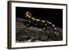 Salamandra Salamandra Terrestris (Fire Salamander)-Paul Starosta-Framed Photographic Print