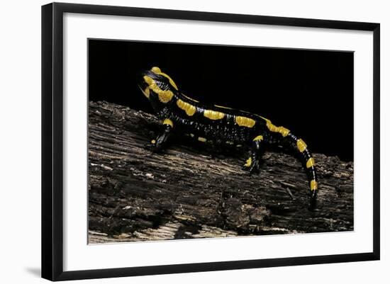 Salamandra Salamandra Terrestris (Fire Salamander)-Paul Starosta-Framed Photographic Print