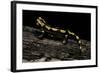 Salamandra Salamandra Terrestris (Fire Salamander)-Paul Starosta-Framed Photographic Print