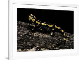 Salamandra Salamandra Terrestris (Fire Salamander)-Paul Starosta-Framed Photographic Print