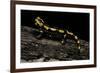 Salamandra Salamandra Terrestris (Fire Salamander)-Paul Starosta-Framed Photographic Print