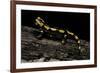 Salamandra Salamandra Terrestris (Fire Salamander)-Paul Starosta-Framed Photographic Print