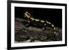 Salamandra Salamandra Terrestris (Fire Salamander)-Paul Starosta-Framed Photographic Print