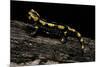 Salamandra Salamandra Terrestris (Fire Salamander)-Paul Starosta-Mounted Photographic Print