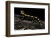 Salamandra Salamandra Terrestris (Fire Salamander)-Paul Starosta-Framed Photographic Print