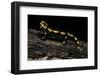 Salamandra Salamandra Terrestris (Fire Salamander)-Paul Starosta-Framed Photographic Print