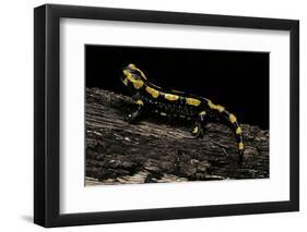 Salamandra Salamandra Terrestris (Fire Salamander)-Paul Starosta-Framed Photographic Print