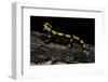 Salamandra Salamandra Terrestris (Fire Salamander)-Paul Starosta-Framed Photographic Print