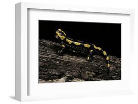 Salamandra Salamandra Terrestris (Fire Salamander)-Paul Starosta-Framed Photographic Print