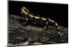 Salamandra Salamandra Terrestris (Fire Salamander)-Paul Starosta-Mounted Photographic Print