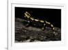 Salamandra Salamandra Terrestris (Fire Salamander)-Paul Starosta-Framed Photographic Print