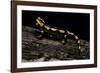 Salamandra Salamandra Terrestris (Fire Salamander)-Paul Starosta-Framed Photographic Print