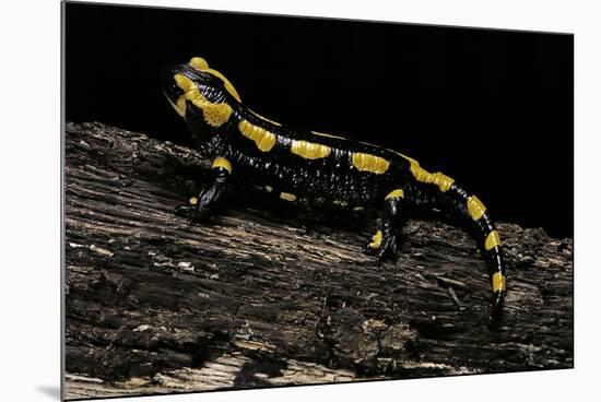 Salamandra Salamandra Terrestris (Fire Salamander)-Paul Starosta-Mounted Photographic Print