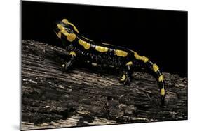 Salamandra Salamandra Terrestris (Fire Salamander)-Paul Starosta-Mounted Photographic Print