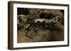 Salamandra Salamandra Terrestris (Fire Salamander)-Paul Starosta-Framed Photographic Print