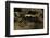 Salamandra Salamandra Terrestris (Fire Salamander)-Paul Starosta-Framed Photographic Print