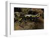 Salamandra Salamandra Terrestris (Fire Salamander)-Paul Starosta-Framed Photographic Print