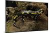 Salamandra Salamandra Terrestris (Fire Salamander)-Paul Starosta-Mounted Photographic Print