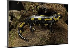 Salamandra Salamandra Terrestris (Fire Salamander)-Paul Starosta-Mounted Photographic Print