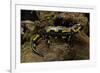 Salamandra Salamandra Terrestris (Fire Salamander)-Paul Starosta-Framed Photographic Print