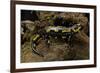 Salamandra Salamandra Terrestris (Fire Salamander)-Paul Starosta-Framed Photographic Print