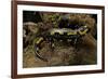 Salamandra Salamandra Terrestris (Fire Salamander)-Paul Starosta-Framed Photographic Print