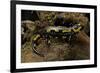 Salamandra Salamandra Terrestris (Fire Salamander)-Paul Starosta-Framed Photographic Print