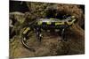 Salamandra Salamandra Terrestris (Fire Salamander)-Paul Starosta-Mounted Photographic Print