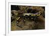 Salamandra Salamandra Terrestris (Fire Salamander)-Paul Starosta-Framed Photographic Print