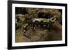 Salamandra Salamandra Terrestris (Fire Salamander)-Paul Starosta-Framed Photographic Print