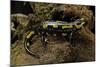 Salamandra Salamandra Terrestris (Fire Salamander)-Paul Starosta-Mounted Photographic Print