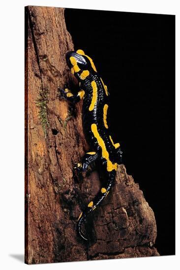 Salamandra Salamandra Terrestris (Fire Salamander)-Paul Starosta-Stretched Canvas