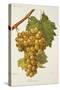 Salamanna Grape-A. Kreyder-Stretched Canvas