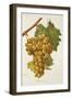 Salamanna Grape-A. Kreyder-Framed Giclee Print