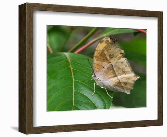 Salamis Parhassus, Central Africa-Adam Jones-Framed Photographic Print