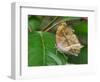 Salamis Parhassus, Central Africa-Adam Jones-Framed Photographic Print